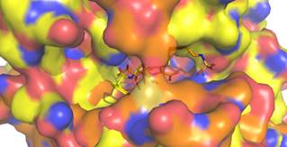 Superpostion of ADC-7 and OXA-24 active sites.png